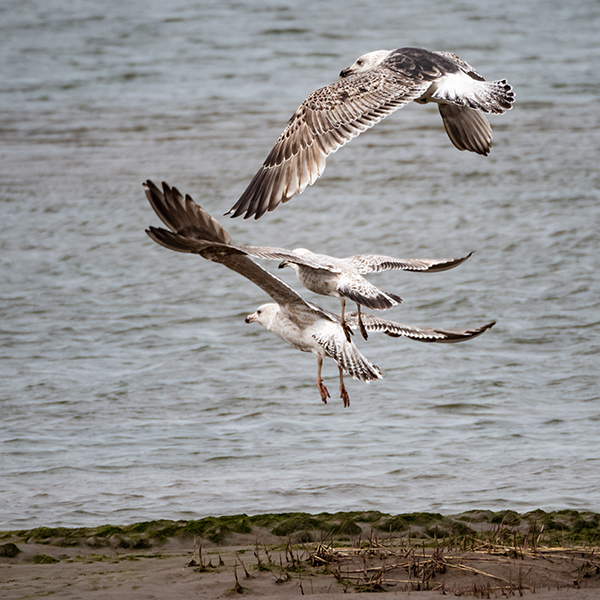 Board the pilgrim belle and cruise through beautiful plymouth harbor. Wayland And District Photographic Club Wdpc Norfolk Boat Trip On The Boston Belle Monday 23rd April