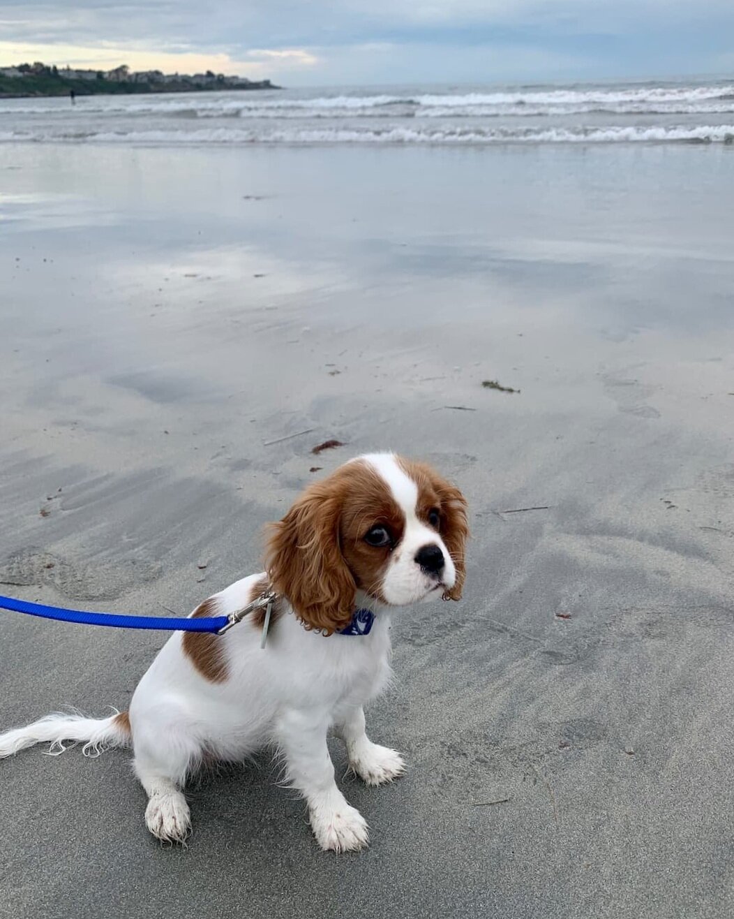 There is a long list of why dogs are such a wonderful companion to have, some of the reasons include their loyal nature, their loving disposition, and protective instincts. The Best Dog Friendly Vacations In New England According To Dogs Tiny Trips